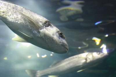 image of fish swimming