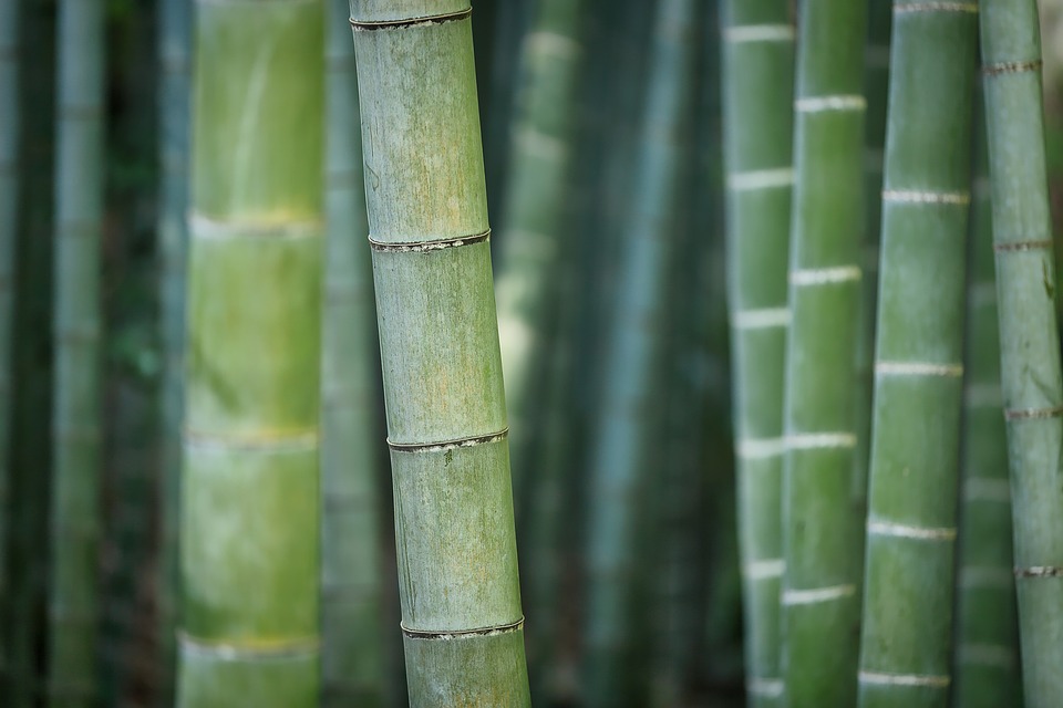 bamboo stalks