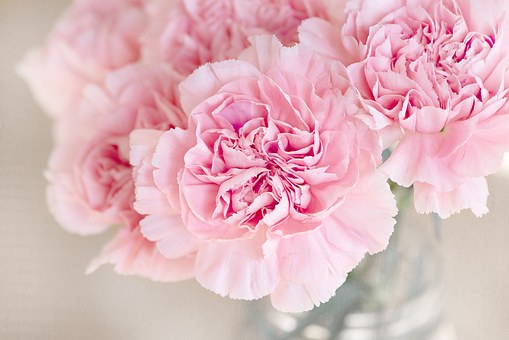 image of pink flowers