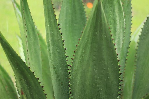 image of agave plant